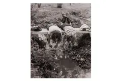 Untitled by Yale Joel, Silver gelatin print, printed, offered Jun 2024