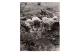 Untitled by Yale Joel, Silver gelatin print, printed, offered Jun 2024