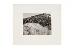 Untitled by Edward Weston, Silver gelatin print, printed later by Brett Weston, flush mounted to board, image/sheet s, offered Jun 2024