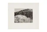 Untitled by Edward Weston, Silver gelatin print, printed later by Brett Weston, flush mounted to board, image/sheet s, offered Jun 2024