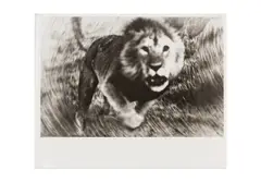 Untitled by Peter Beard, Silver gelatin print, printed, offered Jun 2024