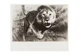 Untitled by Peter Beard, Silver gelatin print, printed, offered Jun 2024