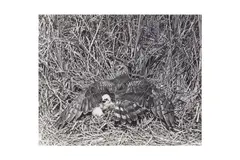 Untitled by Eric Hosking, Silver gelatin prints, printed later, image/sheet sizes, offered Jun 2024