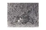 Untitled by Eric Hosking, Silver gelatin prints, printed later, image/sheet sizes, offered Jun 2024
