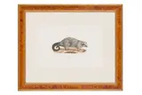 & Cuvier by Geoffroy Saint-Hilaire, print (other), offered May 2024