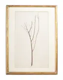 Study of a sapling branch by John Ruskin, Watercolour, sold Oct 2023