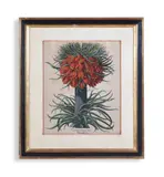 From hortus eystettensis by Basil Besler, print (other), sold Aug 2023