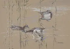 Garganey in thin reeds by Eric Ennion, watercolor, sold Jul 2023