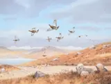 Driven grouse by Richard Robjent, watercolor, sold Jun 2023