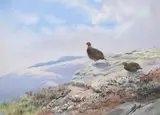 Red grouse on a rocky outcrop by George Edward Lodge, watercolor, offered Jun 2023