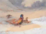 Pheasants in the snow by Archibald Thorburn, watercolor, sold Jun 2023