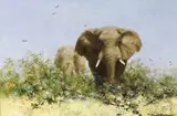 Elephant by David Shepherd, oil on canvas, sold Dec 2023