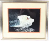 Mute swan by Auriol Annette Hart, gouache and watercolour, sold Feb 2026