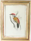 Picus Shorii' Himalayan goldenback bird on a tree, lithographic print 53 x 34cm by Elizabeth Gould, print, sold Dec 2025