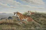 acrylic on board - 'Bengal tigers', signed, 59 x 90cms Provenance: private by Henry Roland, acrylic on board, sold Jun 2024