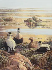 Eiders by Martin Ridley, 1999, oil on board, sold Nov 2024