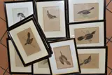 eleven illustrations produced for 'A History of British Birds' by by Benjamin Fawcett, print (other), sold Feb 2021
