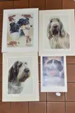 comprising 'White and Orange Italian Spinone' and 'Brown Roan Italian by Limited Edition Dog Prints, print, sold Dec 2020