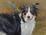 Border Collie Signed and dated 2015 by Alan M. Hunt, 2015, Oil on canvas, offered Aug 2020