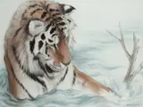 Tiger in the water Signed Watercolour 74 by Ralph Thompson, Watercolour, sold Aug 2020