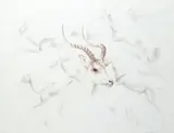 Studies of antelope running Signed and dated 78 Pastel and by John Skeaping, Pastel and pencil, sold Aug 2020