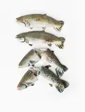Acid Rain Brook Trout by Christy Rupp, sculpture, sold Aug 2020
