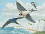 September Swallows Signed and titled Watercolour 7 by Robert Gillmor, Watercolour, sold Aug 2020