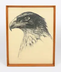 Eagle pencil on paper, framed signed in pencil lower left 45.5 x 35.5cm by Paul Jouve, pencil on paper, offered Mar 2020