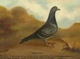 Ma's Pride Signed and inscribed Blue Cheq by Andrew Beer, Oil on canvas, offered Mar 2020