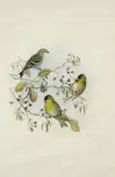 Siskins on a branch Numbered 3 by John Gould, Watercolour and pencil, sold Mar 2020