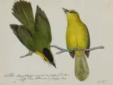 Eleven ornithological studies Each inscribed with by Heinrich Gottlieb Ludwig Reichenbach, watercolour and pencil, sold Mar 2020