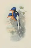 Tanysiptera Sylvia by John Gould, lithograph, sold Mar 2020