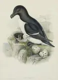 Alca Torda by John Gould, print (other), sold Mar 2020