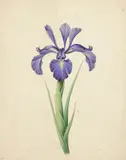Ten floral studies Some inscribed with titles and annotations by James Andrews, Watercolour and pencil Largest, sold Mar 2020