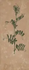 Botanical Study by John William Lewin, c.1805, pencil and watercolour on paper, sold Nov 2016