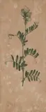 Botanical Study by John William Lewin, c.1805, pencil and watercolour on paper, sold Nov 2016