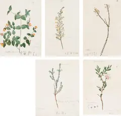 Five Botanical Studies by John William Lewin, c.1805, pencil and watercolour on paper, sold May 2016