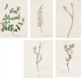 Five Botanical Studies by John William Lewin, c.1805, pencil and watercolour on paper, sold May 2016