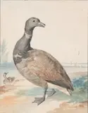Canard by Aert Schuman, Aquarelle gouachée, sold Feb 2021