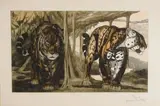Les deux jaguars by Paul Jouve, Lithographie originale, en couleur Épreuve d'artiste sur papier japon impérial, sold Mar 2015