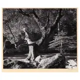 Early Morning, Merced River by Ansel Adams, Gelatin silver print, sold May 2025