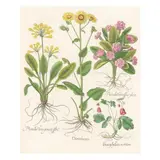 Cowslip / Doronicum / Garden Primrose by Basilius Besler, Hand colored engraving, sold Apr 2025