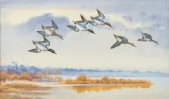 Teal diving towards the water by Philip Rickman, watercolor, offered Apr 2024