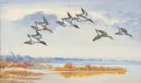 Teal diving towards the water by Philip Rickman, watercolor, offered Apr 2024