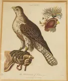 Falconry by John Pass, print (other), offered Aug 2023