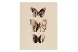 Untitled by Jiří Kolář, 1970, Collage Butterfly Series artist stamp on the reverse paper collage on card, offered Mar 2024