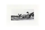 Untitled by Abigail Lane, pencil, offered Feb 2024