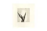 Untitled by Prunella Clough, pencil, offered Feb 2024