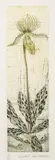 Orchid Paphiopedilum (Allan 103) Etching with aquatint printed in colours, 2000 by Elizabeth Blackadder, Etching with aquatint printed in colours, sold Mar 2023