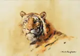 TIGER + five ceramic plates by David Shepherd, oil, sold Mar 2023